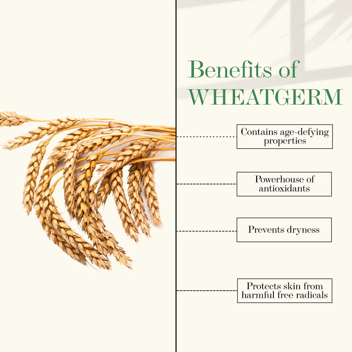 Good Vibes Wheatgerm Nourishing Night Cream | Anti-Inflammatory, Heals Scars | With Almond Oil | Np Parabens, No Sulphates, No Mineral Oil (100 g)